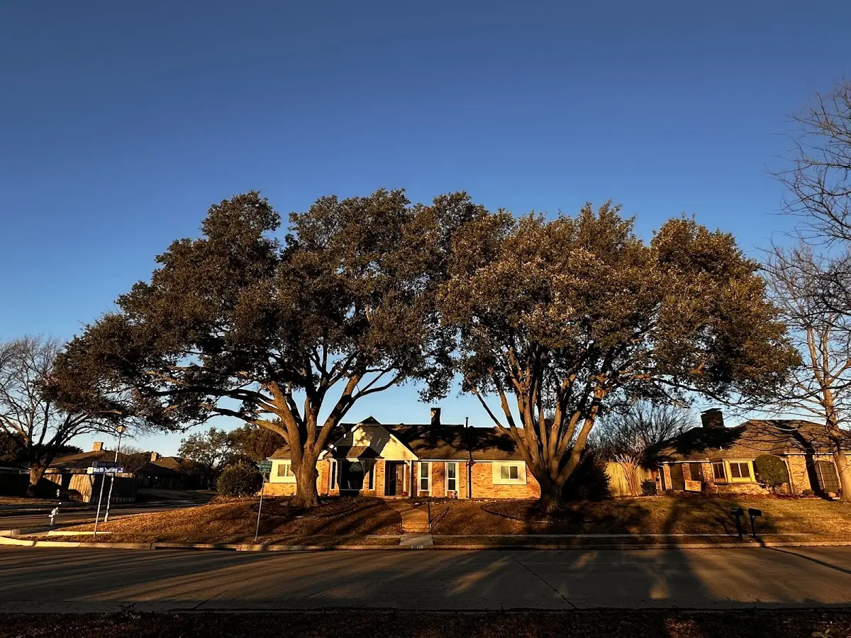 Established residential canopy tree shading a home in Pembroke
